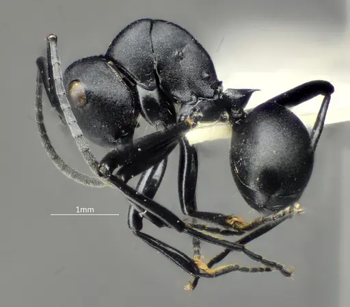 Polyrhachis brevicorpa - ANTWEB1060617