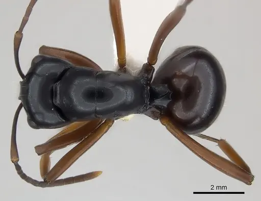 Polyrhachis brevinoda specimen