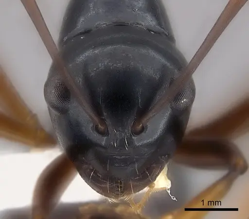 Polyrhachis brevinoda specimen