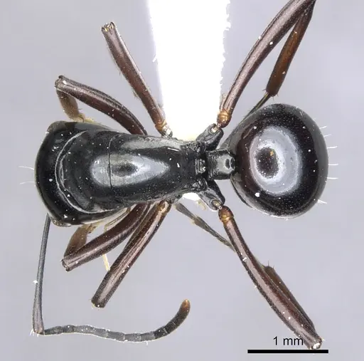 Polyrhachis brevinoda - CASENT0903419