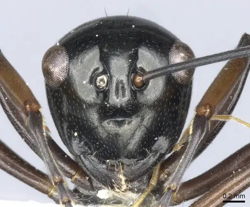 Polyrhachis brevinoda - CASENT0903419