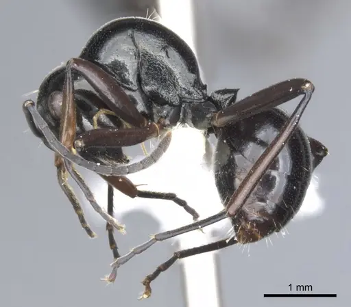 Polyrhachis brevinoda - CASENT0903419