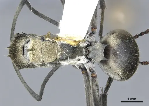 Polyrhachis breviorspinosa specimen