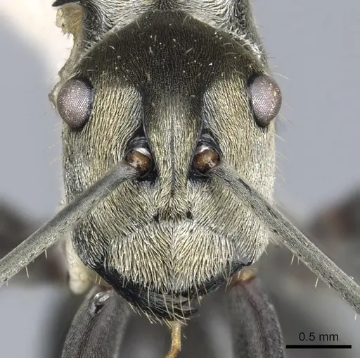 Polyrhachis breviorspinosa specimen