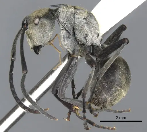 Polyrhachis breviorspinosa specimen