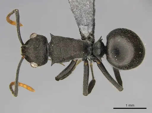 Polyrhachis brevipilosa specimen