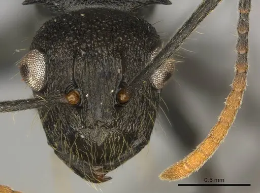 Polyrhachis brevipilosa specimen