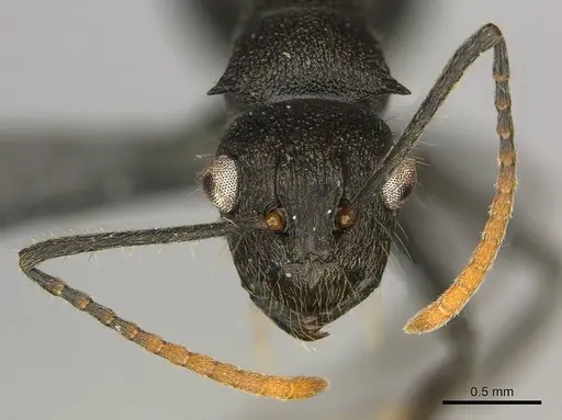 Polyrhachis brevipilosa specimen