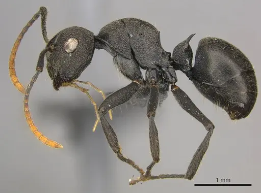 Polyrhachis brevipilosa - CASENT0250033