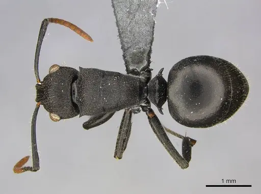 Polyrhachis brevipilosa - CASENT0250041