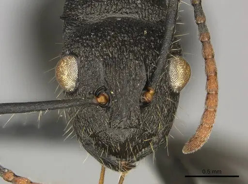 Polyrhachis brevipilosa - CASENT0250041