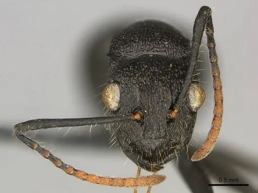 Polyrhachis brevipilosa - CASENT0250041