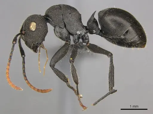 Polyrhachis brevipilosa - CASENT0250041