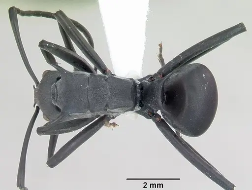 Polyrhachis browni specimen