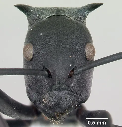 Polyrhachis browni specimen