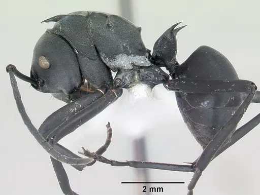 Polyrhachis browni specimen