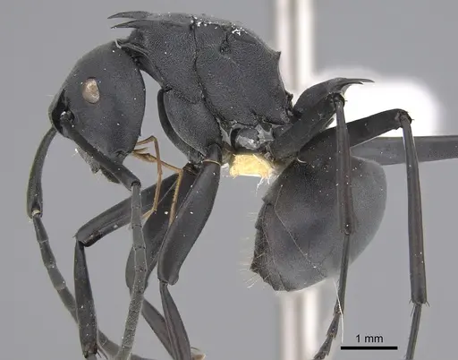 Polyrhachis browni - CASENT0923484