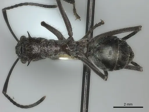 Polyrhachis bubastes specimen