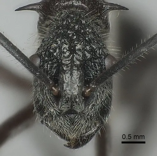 Polyrhachis bubastes specimen