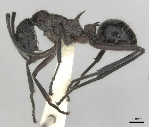 Polyrhachis bubastes specimen