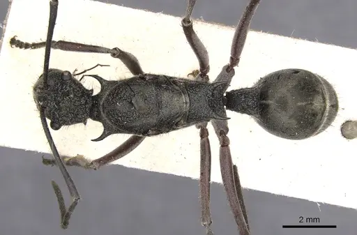 Polyrhachis bubastes - CASENT0901817