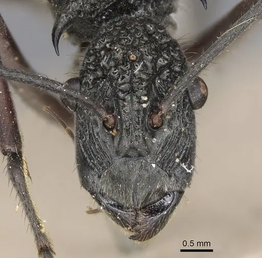 Polyrhachis bubastes - CASENT0901817