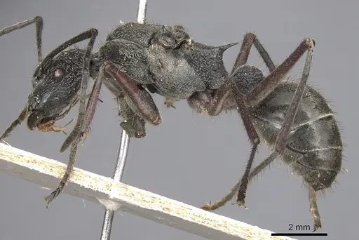Polyrhachis bubastes - CASENT0901817