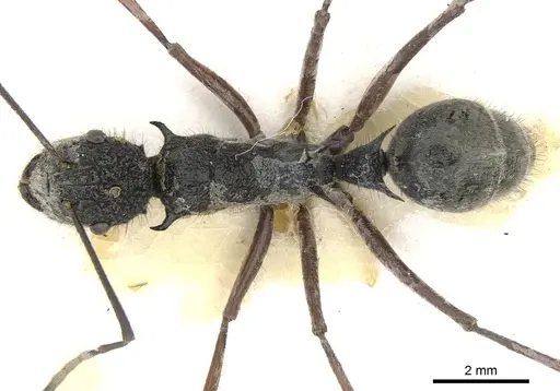Polyrhachis bubastes - CASENT0903364
