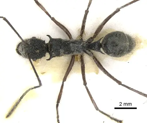 Polyrhachis bubastes - CASENT0903364