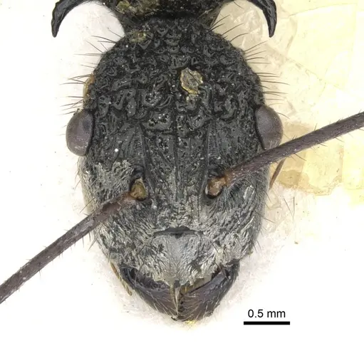 Polyrhachis bubastes - CASENT0903364