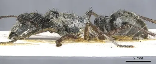 Polyrhachis bubastes - CASENT0903364