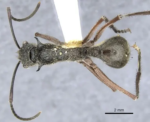 Polyrhachis bubastes - CASENT0903365