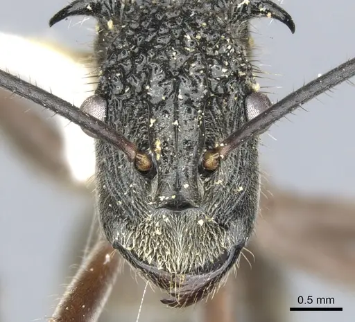 Polyrhachis bubastes - CASENT0903365