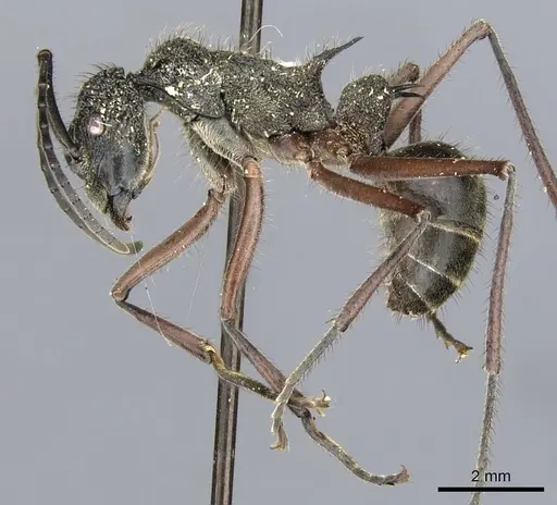 Polyrhachis bubastes - CASENT0903365