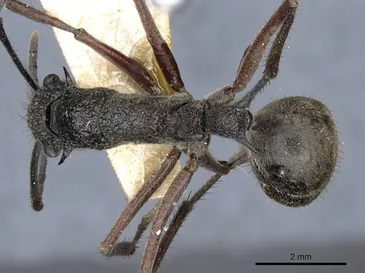 Polyrhachis bubastes - CASENT0905596