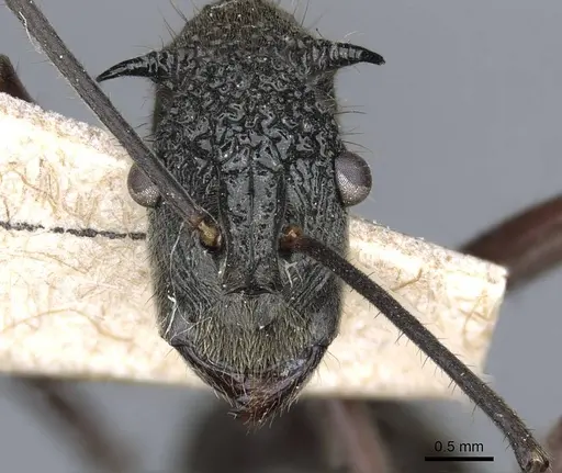 Polyrhachis bubastes - CASENT0905596