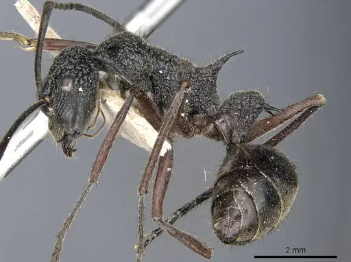 Polyrhachis bubastes - CASENT0905596