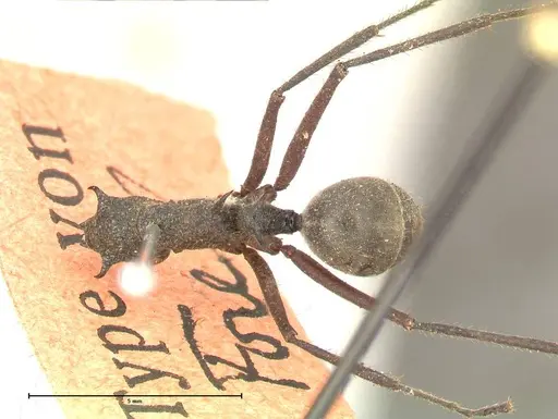 Polyrhachis bubastes - FOCOL0578