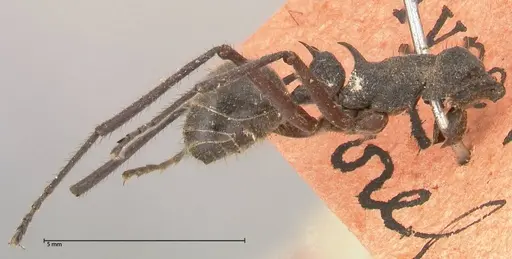Polyrhachis bubastes - FOCOL0578