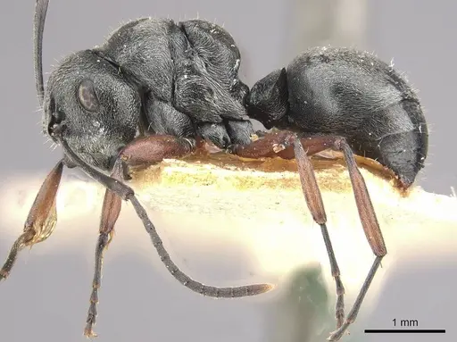 Polyrhachis bugnioni specimen