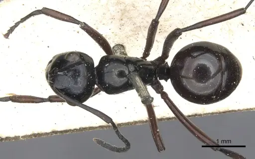 Polyrhachis burmanensis specimen