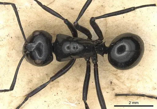 Polyrhachis busiris specimen