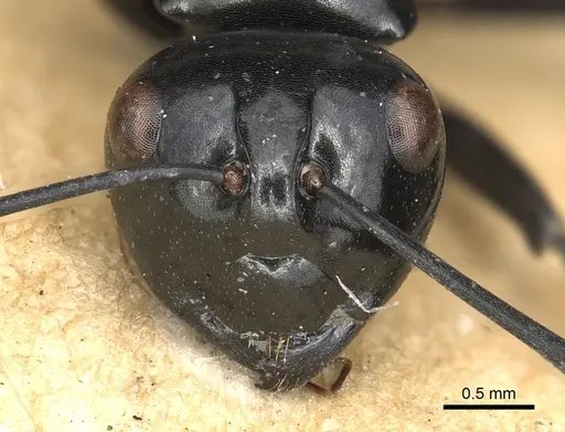 Polyrhachis busiris specimen