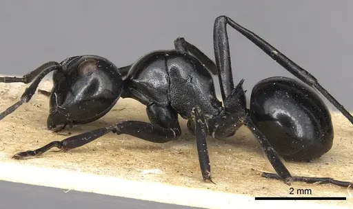 Polyrhachis busiris specimen