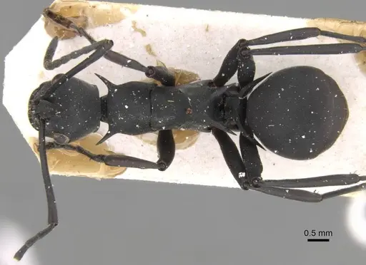 Polyrhachis caeciliae specimen