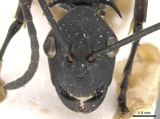Polyrhachis caeciliae specimen