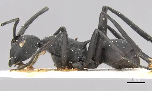 Polyrhachis caeciliae specimen