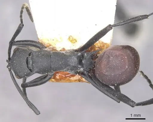 Polyrhachis caeciliae - CASENT0910882