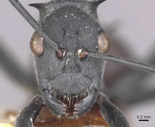 Polyrhachis caeciliae - CASENT0910882