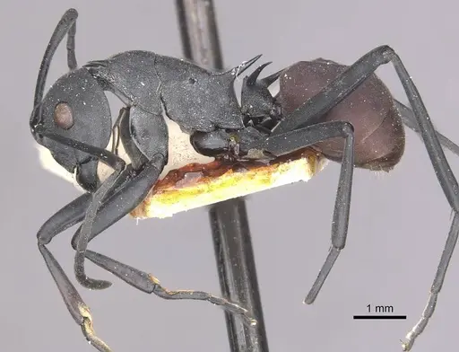 Polyrhachis caeciliae - CASENT0910882